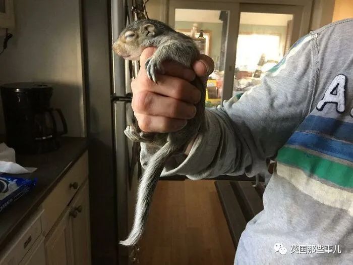 虚弱小松鼠被老奶奶捡回家,各种宠溺关爱,真成了奶奶带大的胖仔!休闲区蓝鸢梦想 - Www.slyday.coM 虚弱小松鼠被老奶奶捡回家,各种宠溺关爱,真成了奶奶带大的胖仔!休闲区蓝鸢梦想 - Www.slyday.coM