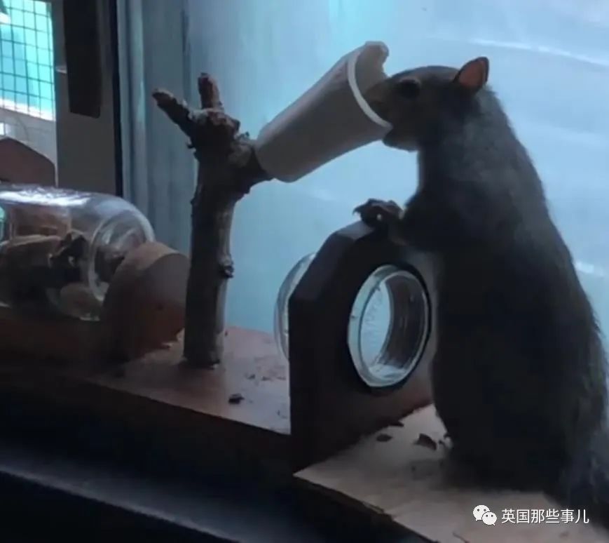 虚弱小松鼠被老奶奶捡回家,各种宠溺关爱,真成了奶奶带大的胖仔!休闲区蓝鸢梦想 - Www.slyday.coM 虚弱小松鼠被老奶奶捡回家,各种宠溺关爱,真成了奶奶带大的胖仔!休闲区蓝鸢梦想 - Www.slyday.coM