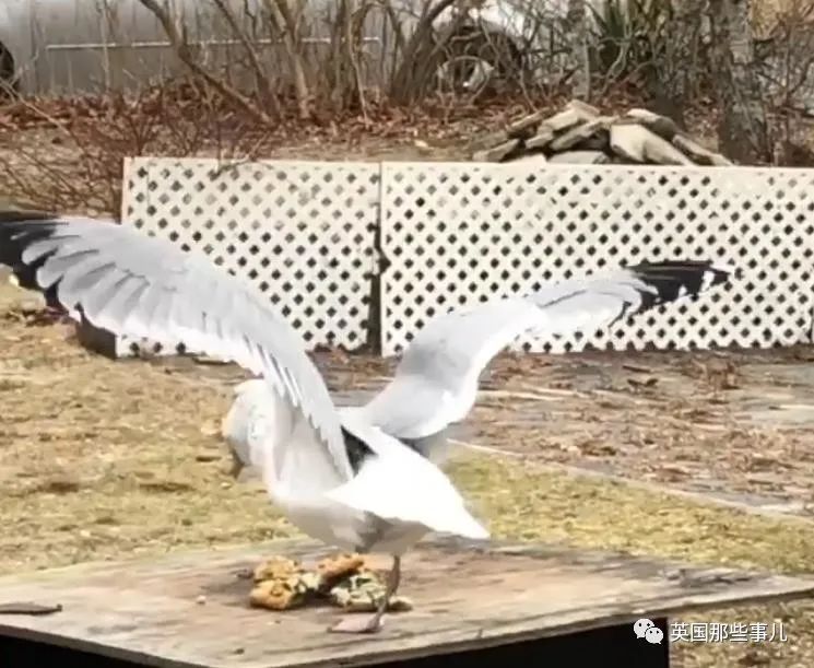 虚弱小松鼠被老奶奶捡回家,各种宠溺关爱,真成了奶奶带大的胖仔!休闲区蓝鸢梦想 - Www.slyday.coM 虚弱小松鼠被老奶奶捡回家,各种宠溺关爱,真成了奶奶带大的胖仔!休闲区蓝鸢梦想 - Www.slyday.coM