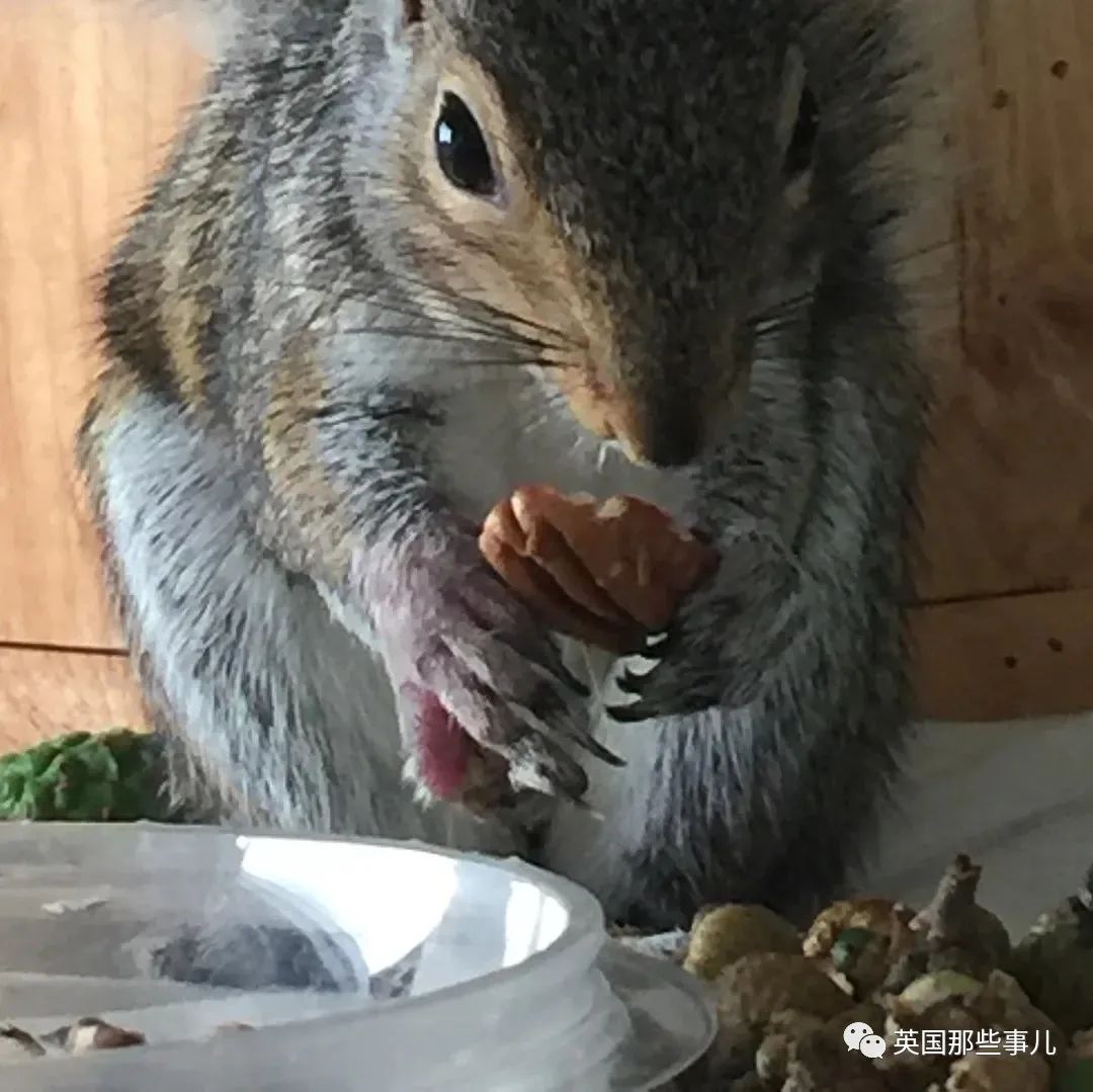虚弱小松鼠被老奶奶捡回家,各种宠溺关爱,真成了奶奶带大的胖仔!休闲区蓝鸢梦想 - Www.slyday.coM 虚弱小松鼠被老奶奶捡回家,各种宠溺关爱,真成了奶奶带大的胖仔!休闲区蓝鸢梦想 - Www.slyday.coM