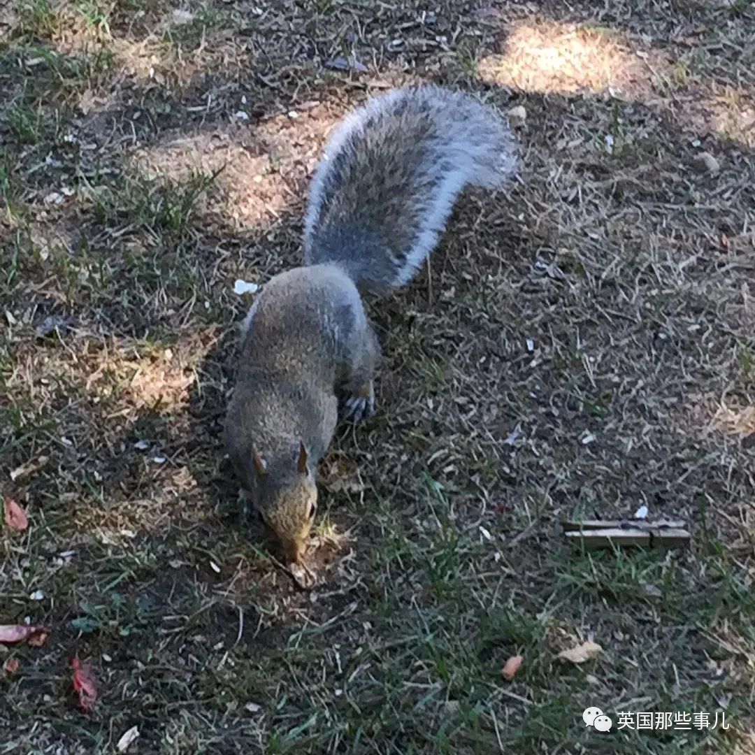 虚弱小松鼠被老奶奶捡回家,各种宠溺关爱,真成了奶奶带大的胖仔!休闲区蓝鸢梦想 - Www.slyday.coM 虚弱小松鼠被老奶奶捡回家,各种宠溺关爱,真成了奶奶带大的胖仔!休闲区蓝鸢梦想 - Www.slyday.coM
