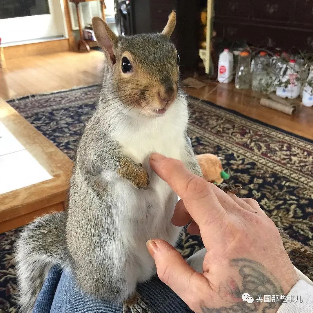 虚弱小松鼠被老奶奶捡回家,各种宠溺关爱,真成了奶奶带大的胖仔!休闲区蓝鸢梦想 - Www.slyday.coM 虚弱小松鼠被老奶奶捡回家,各种宠溺关爱,真成了奶奶带大的胖仔!休闲区蓝鸢梦想 - Www.slyday.coM