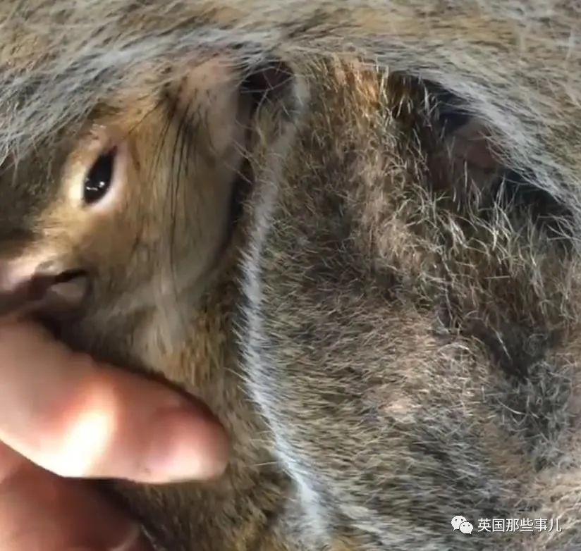 虚弱小松鼠被老奶奶捡回家,各种宠溺关爱,真成了奶奶带大的胖仔!休闲区蓝鸢梦想 - Www.slyday.coM 虚弱小松鼠被老奶奶捡回家,各种宠溺关爱,真成了奶奶带大的胖仔!休闲区蓝鸢梦想 - Www.slyday.coM
