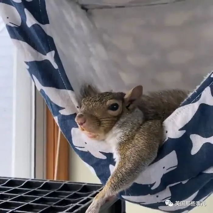 虚弱小松鼠被老奶奶捡回家,各种宠溺关爱,真成了奶奶带大的胖仔!休闲区蓝鸢梦想 - Www.slyday.coM 虚弱小松鼠被老奶奶捡回家,各种宠溺关爱,真成了奶奶带大的胖仔!休闲区蓝鸢梦想 - Www.slyday.coM