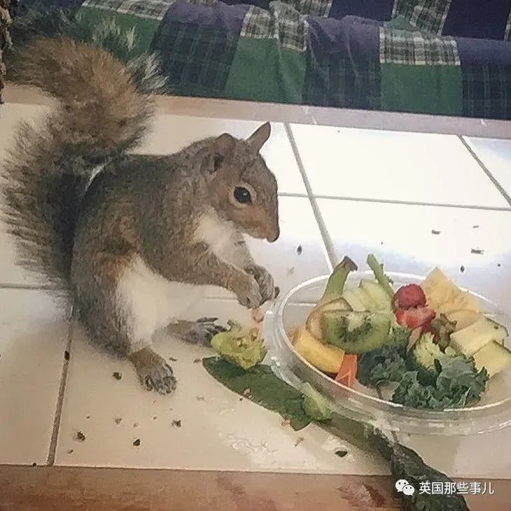 虚弱小松鼠被老奶奶捡回家,各种宠溺关爱,真成了奶奶带大的胖仔!休闲区蓝鸢梦想 - Www.slyday.coM 虚弱小松鼠被老奶奶捡回家,各种宠溺关爱,真成了奶奶带大的胖仔!休闲区蓝鸢梦想 - Www.slyday.coM