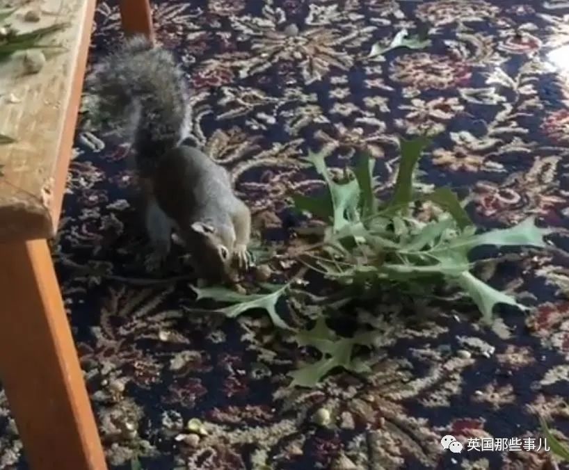 虚弱小松鼠被老奶奶捡回家,各种宠溺关爱,真成了奶奶带大的胖仔!休闲区蓝鸢梦想 - Www.slyday.coM 虚弱小松鼠被老奶奶捡回家,各种宠溺关爱,真成了奶奶带大的胖仔!休闲区蓝鸢梦想 - Www.slyday.coM