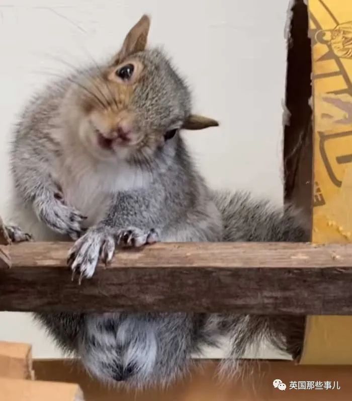 虚弱小松鼠被老奶奶捡回家,各种宠溺关爱,真成了奶奶带大的胖仔!休闲区蓝鸢梦想 - Www.slyday.coM 虚弱小松鼠被老奶奶捡回家,各种宠溺关爱,真成了奶奶带大的胖仔!休闲区蓝鸢梦想 - Www.slyday.coM