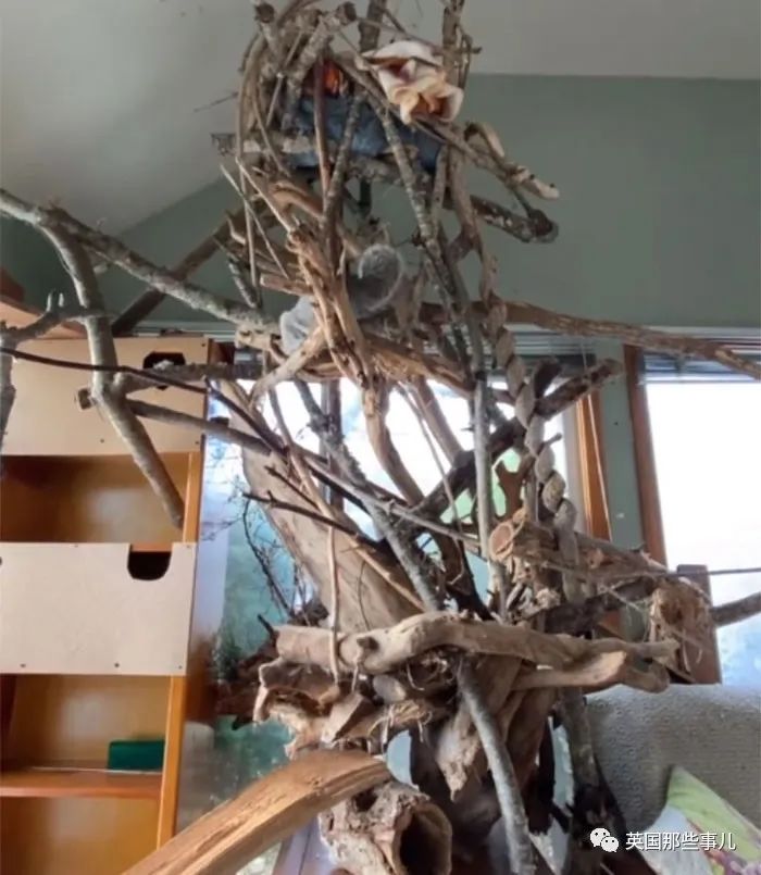 虚弱小松鼠被老奶奶捡回家,各种宠溺关爱,真成了奶奶带大的胖仔!休闲区蓝鸢梦想 - Www.slyday.coM 虚弱小松鼠被老奶奶捡回家,各种宠溺关爱,真成了奶奶带大的胖仔!休闲区蓝鸢梦想 - Www.slyday.coM