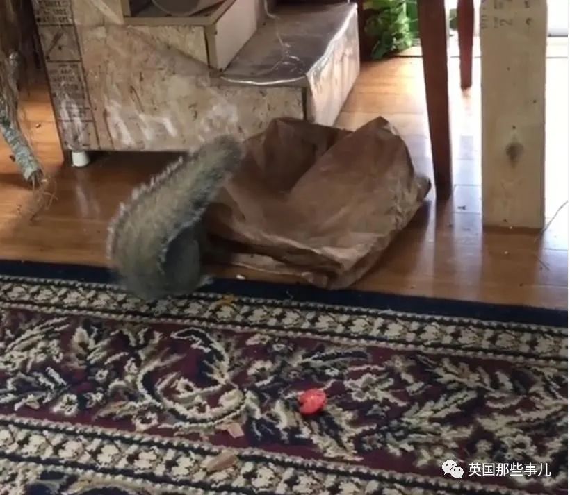 虚弱小松鼠被老奶奶捡回家,各种宠溺关爱,真成了奶奶带大的胖仔!休闲区蓝鸢梦想 - Www.slyday.coM 虚弱小松鼠被老奶奶捡回家,各种宠溺关爱,真成了奶奶带大的胖仔!休闲区蓝鸢梦想 - Www.slyday.coM