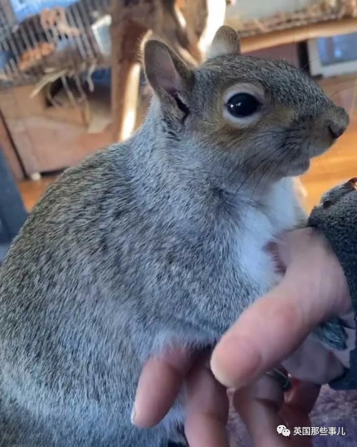 虚弱小松鼠被老奶奶捡回家,各种宠溺关爱,真成了奶奶带大的胖仔!休闲区蓝鸢梦想 - Www.slyday.coM 虚弱小松鼠被老奶奶捡回家,各种宠溺关爱,真成了奶奶带大的胖仔!休闲区蓝鸢梦想 - Www.slyday.coM
