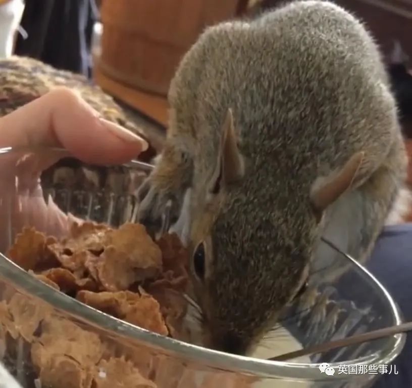 虚弱小松鼠被老奶奶捡回家,各种宠溺关爱,真成了奶奶带大的胖仔!休闲区蓝鸢梦想 - Www.slyday.coM 虚弱小松鼠被老奶奶捡回家,各种宠溺关爱,真成了奶奶带大的胖仔!休闲区蓝鸢梦想 - Www.slyday.coM