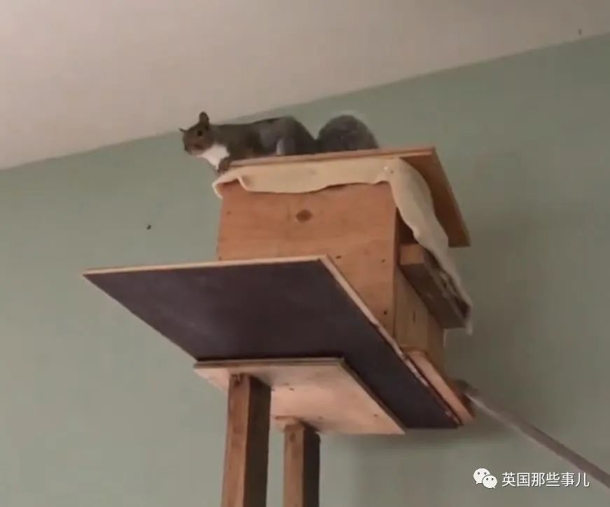 虚弱小松鼠被老奶奶捡回家,各种宠溺关爱,真成了奶奶带大的胖仔!休闲区蓝鸢梦想 - Www.slyday.coM 虚弱小松鼠被老奶奶捡回家,各种宠溺关爱,真成了奶奶带大的胖仔!休闲区蓝鸢梦想 - Www.slyday.coM