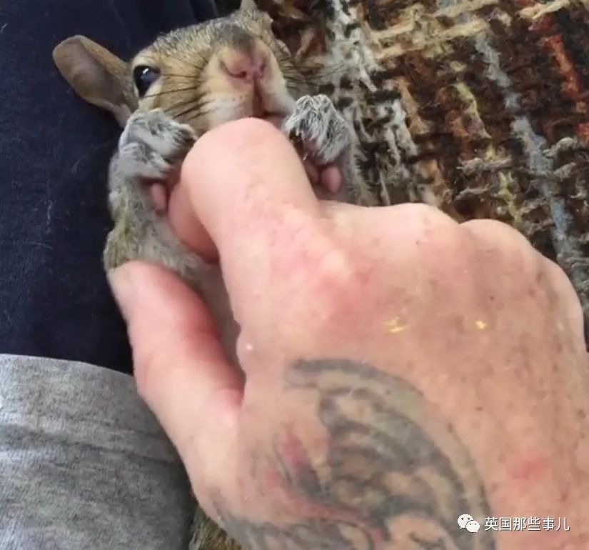 虚弱小松鼠被老奶奶捡回家,各种宠溺关爱,真成了奶奶带大的胖仔!休闲区蓝鸢梦想 - Www.slyday.coM 虚弱小松鼠被老奶奶捡回家,各种宠溺关爱,真成了奶奶带大的胖仔!休闲区蓝鸢梦想 - Www.slyday.coM