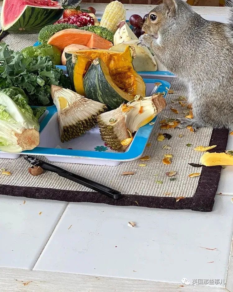 虚弱小松鼠被老奶奶捡回家,各种宠溺关爱,真成了奶奶带大的胖仔!休闲区蓝鸢梦想 - Www.slyday.coM 虚弱小松鼠被老奶奶捡回家,各种宠溺关爱,真成了奶奶带大的胖仔!休闲区蓝鸢梦想 - Www.slyday.coM