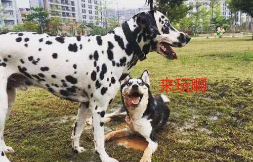 二哈拉拢斑点滚积水，斑点狗不理睬它，二哈那表情信息量很大