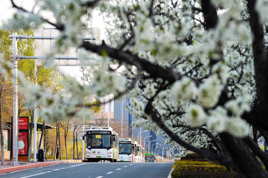  4月28日，几辆等待运营的公交车停靠在长春市街头。新华社记者 许畅 摄