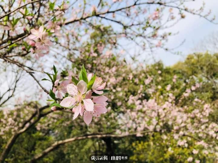 没有游客的第8天,杭州半山国家森林公园:待紫薇花开,期待和你们遇见休闲区蓝鸢梦想 - Www.slyday.coM 没有游客的第8天,杭州半山国家森林公园:待紫薇花开,期待和你们遇见休闲区蓝鸢梦想 - Www.slyday.coM