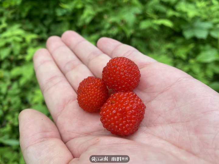 没有游客的第8天,杭州半山国家森林公园:待紫薇花开,期待和你们遇见休闲区蓝鸢梦想 - Www.slyday.coM 没有游客的第8天,杭州半山国家森林公园:待紫薇花开,期待和你们遇见休闲区蓝鸢梦想 - Www.slyday.coM