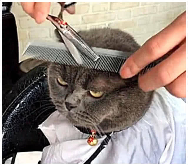 猫咪被带去理头发，几分钟后看到镜中的自己，表情瞬间变凝重