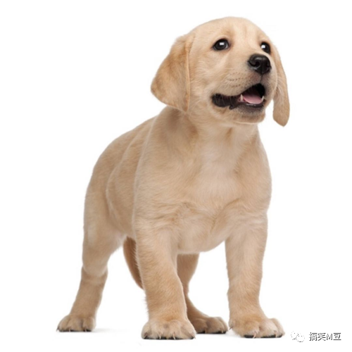 狗子被送养1月后偷跑16里回家休闲区蓝鸢梦想 - Www.slyday.coM 狗子被送养1月后偷跑16里回家休闲区蓝鸢梦想 - Www.slyday.coM