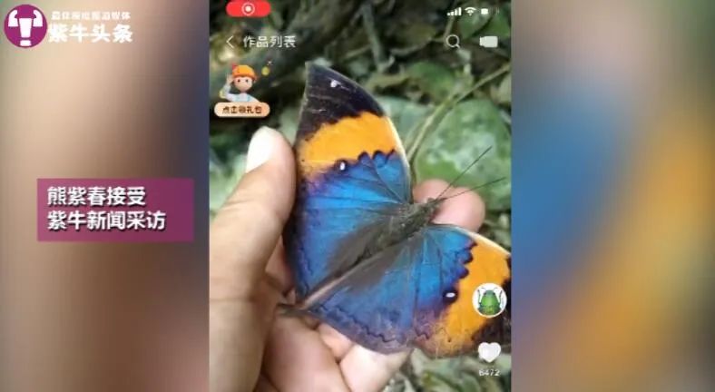 【紫牛头条】90后大学生回村支援,成了科普博主,靠“玩虫子”带火家乡休闲区蓝鸢梦想 - Www.slyday.coM 【紫牛头条】90后大学生回村支援,成了科普博主,靠“玩虫子”带火家乡休闲区蓝鸢梦想 - Www.slyday.coM