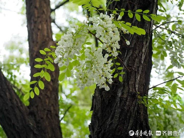 济南佛慧山老槐树满树白花甜香醉人
