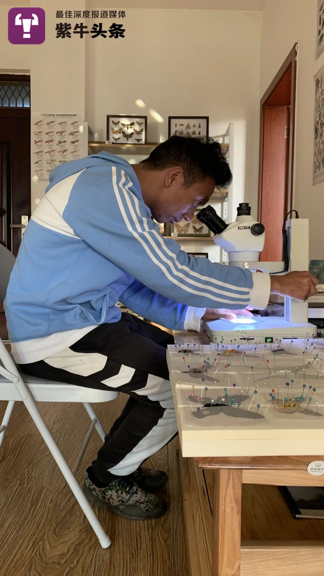 【紫牛头条】90后大学生回村支援,成了科普博主,靠“玩虫子”带火家乡休闲区蓝鸢梦想 - Www.slyday.coM 【紫牛头条】90后大学生回村支援,成了科普博主,靠“玩虫子”带火家乡休闲区蓝鸢梦想 - Www.slyday.coM