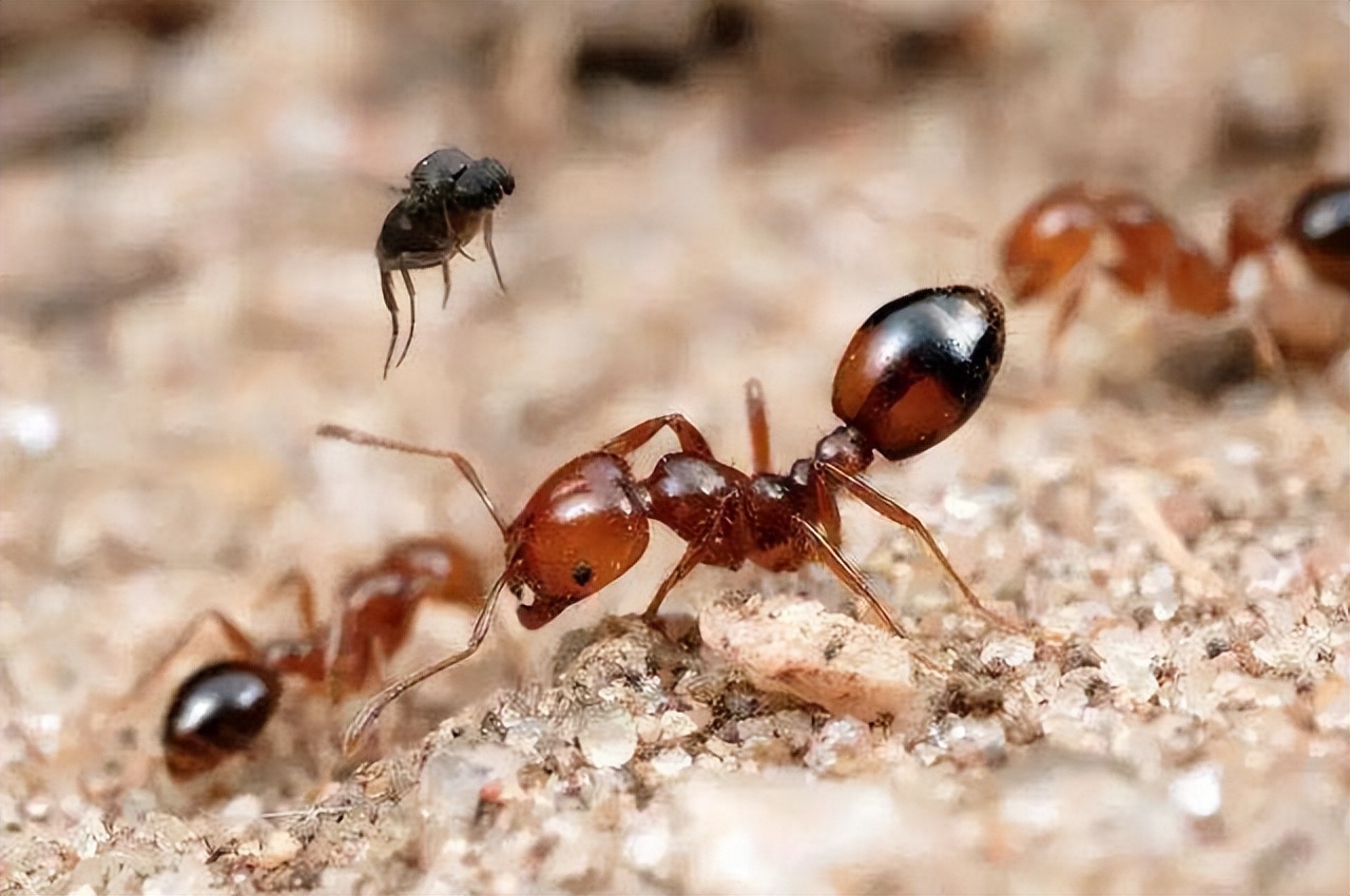 热带火蚁灭国大头蚁 蚁后直接被拖出 蚂蚁大战 斗蚁-动物视频-搜狐视频