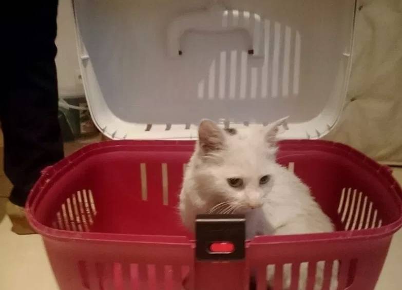 小伙捡回一只流​浪猫，养1个月后变了模样，从短毛变成了长毛猫