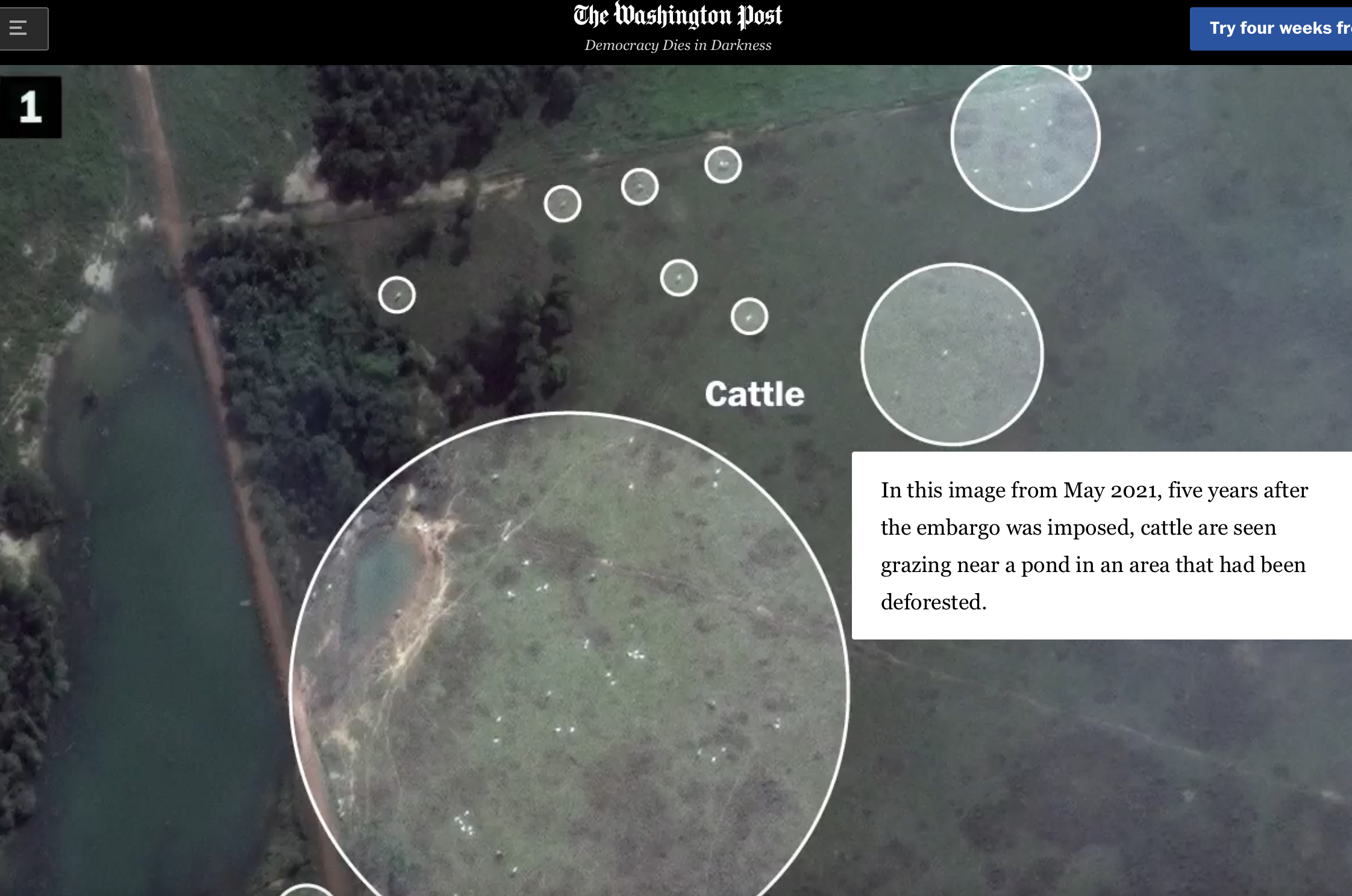 卫星图像显示违法地块上仍在饲牛