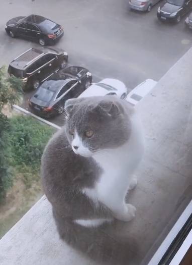 窗外的不速之客，把家中贵宾犬吓得瑟瑟发抖，主人：你也有今天！11