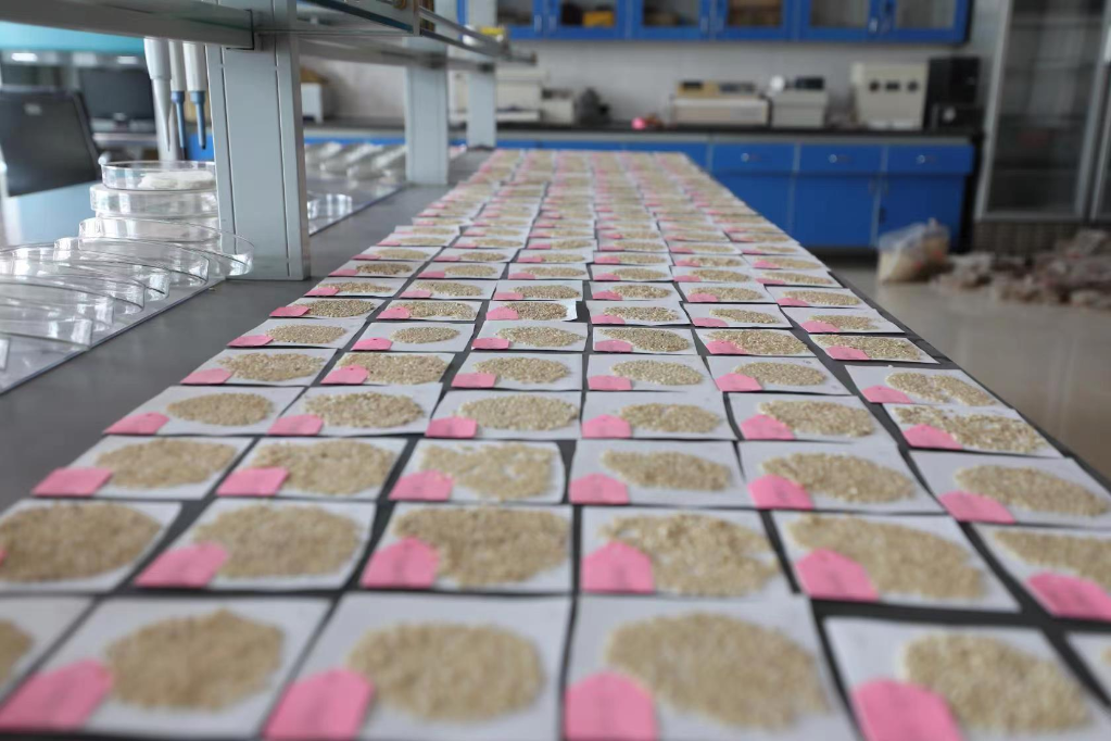 北方绿洲稻作研究所的化验室内，米质外观分析实验正在进行。（受访者供图）