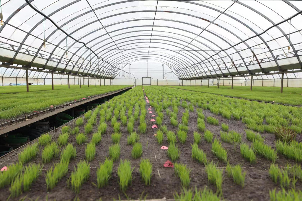 庆安县一处育苗大棚里，繁育的实验稻种长势良好。（受访者供图）