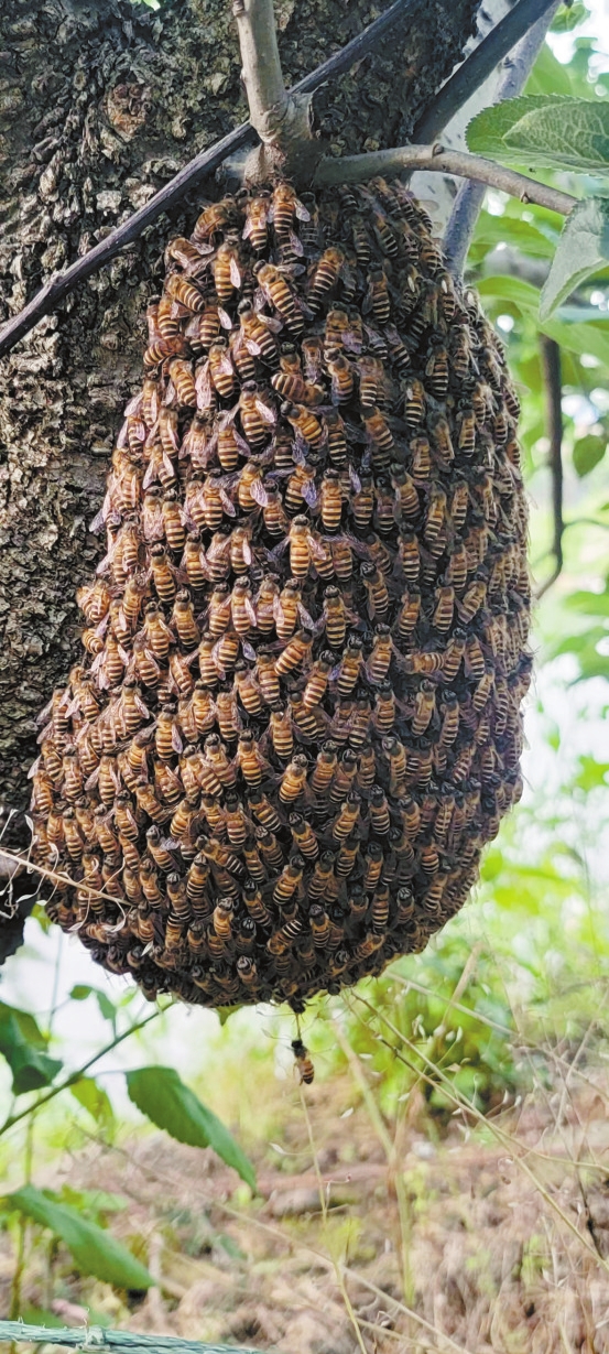 村民后院树上 惊现大野蜂窝休闲区蓝鸢梦想 - Www.slyday.coM 村民后院树上 惊现大野蜂窝休闲区蓝鸢梦想 - Www.slyday.coM