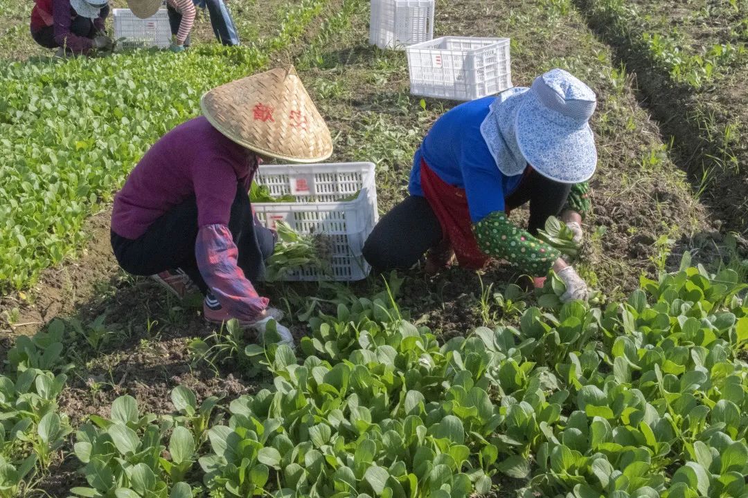 2022年5月4日，采收人员抓紧采收绿叶菜。