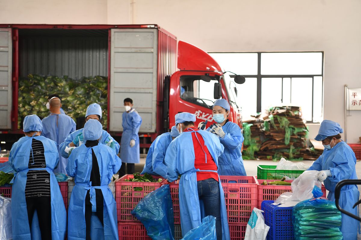 2022年5月3日，上海，青浦蔬菜基地，工作人员将蔬菜打包装车。