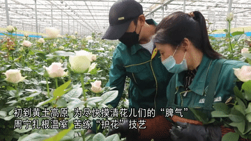 奋斗者·正青春|“90后护花使者” 让黄土高原变最美花田