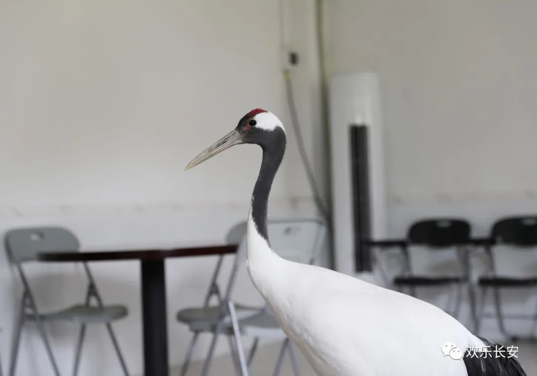 丹顶鹤(grus japonensis),就是我们通常所说的"仙鹤".