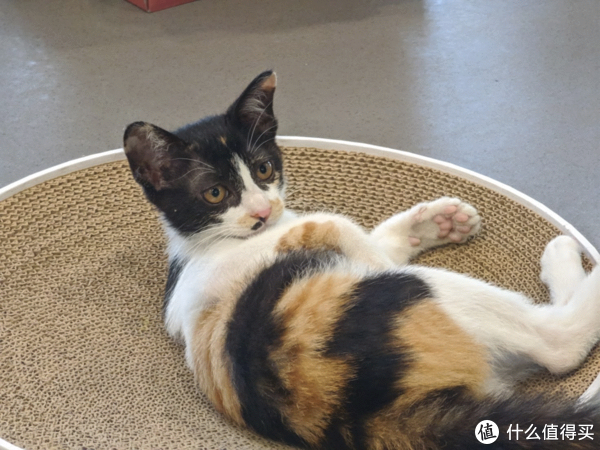 少数派的新玩意:我们最近又买了 5 个好用的东西休闲区蓝鸢梦想 - Www.slyday.coM 少数派的新玩意:我们最近又买了 5 个好用的东西休闲区蓝鸢梦想 - Www.slyday.coM