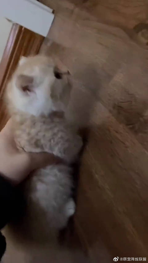 睡前再吸一波小奶猫吧crjpms9600