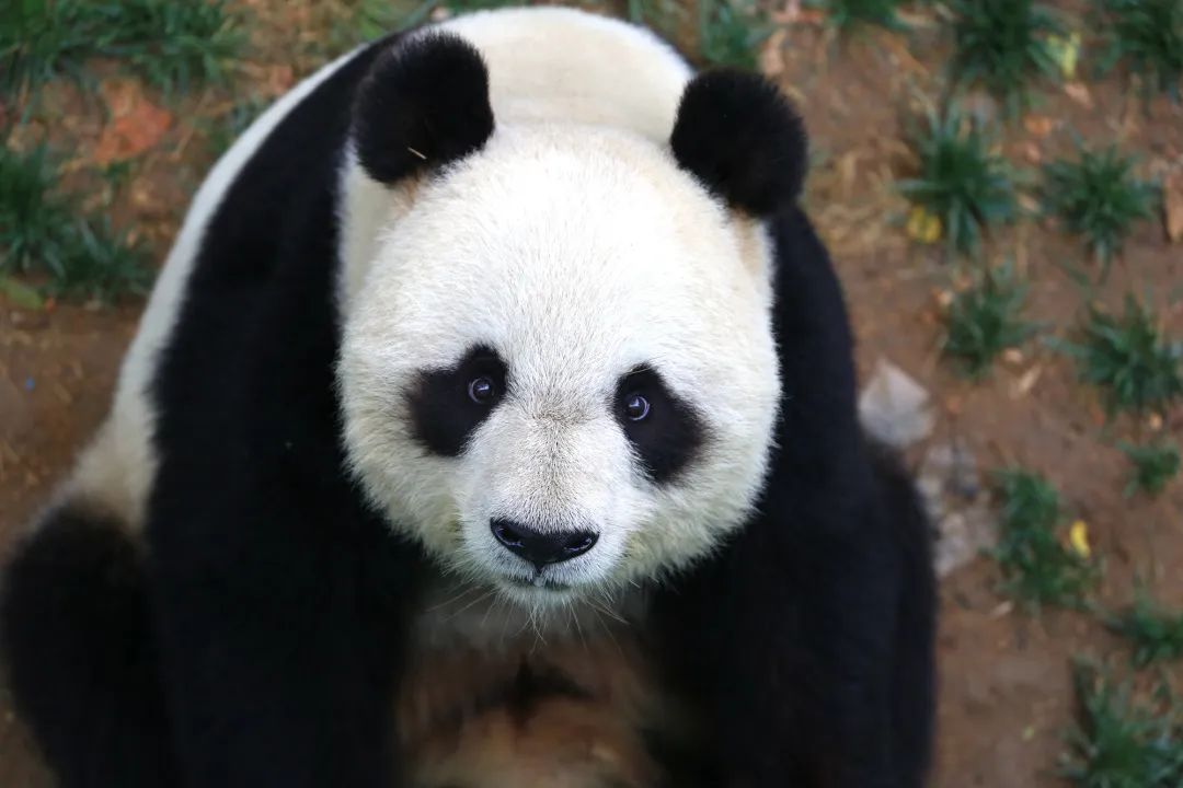 她才是山东最不该被遗忘的海滨小城!比大连更撩人,却美得很低调!休闲区蓝鸢梦想 - Www.slyday.coM 她才是山东最不该被遗忘的海滨小城!比大连更撩人,却美得很低调!休闲区蓝鸢梦想 - Www.slyday.coM