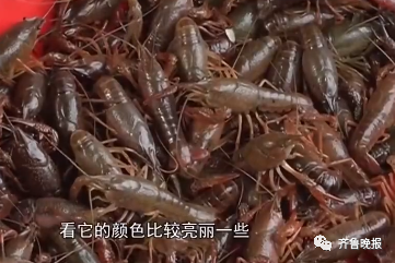 热搜第一!医生建议吃小龙虾不要超过1斤,网友吵起来了...休闲区蓝鸢梦想 - Www.slyday.coM 热搜第一!医生建议吃小龙虾不要超过1斤,网友吵起来了...休闲区蓝鸢梦想 - Www.slyday.coM