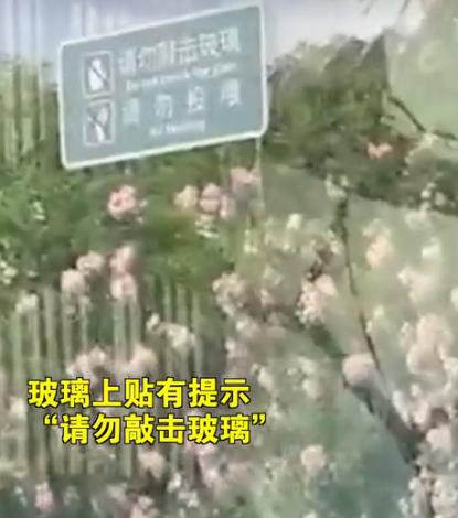 女子动物园拍打玻璃戏耍狒狒引其暴怒撞头 拍摄者:七八个小朋友跟着模仿休闲区蓝鸢梦想 - Www.slyday.coM 女子动物园拍打玻璃戏耍狒狒引其暴怒撞头 拍摄者:七八个小朋友跟着模仿休闲区蓝鸢梦想 - Www.slyday.coM