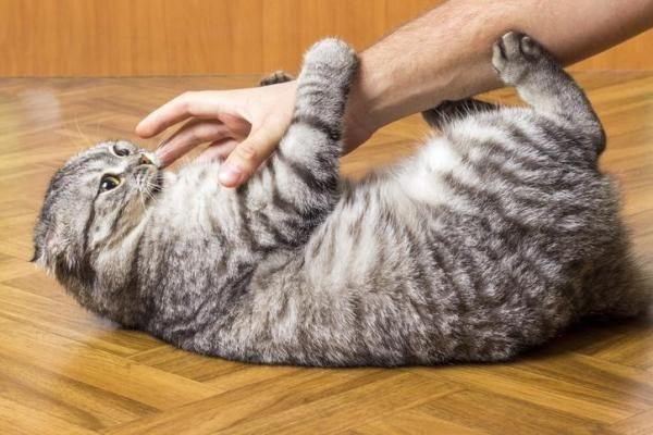 猫咪会"兔子踢,原来代表了这几个意思|猫咪|后腿|猎物_新浪新闻