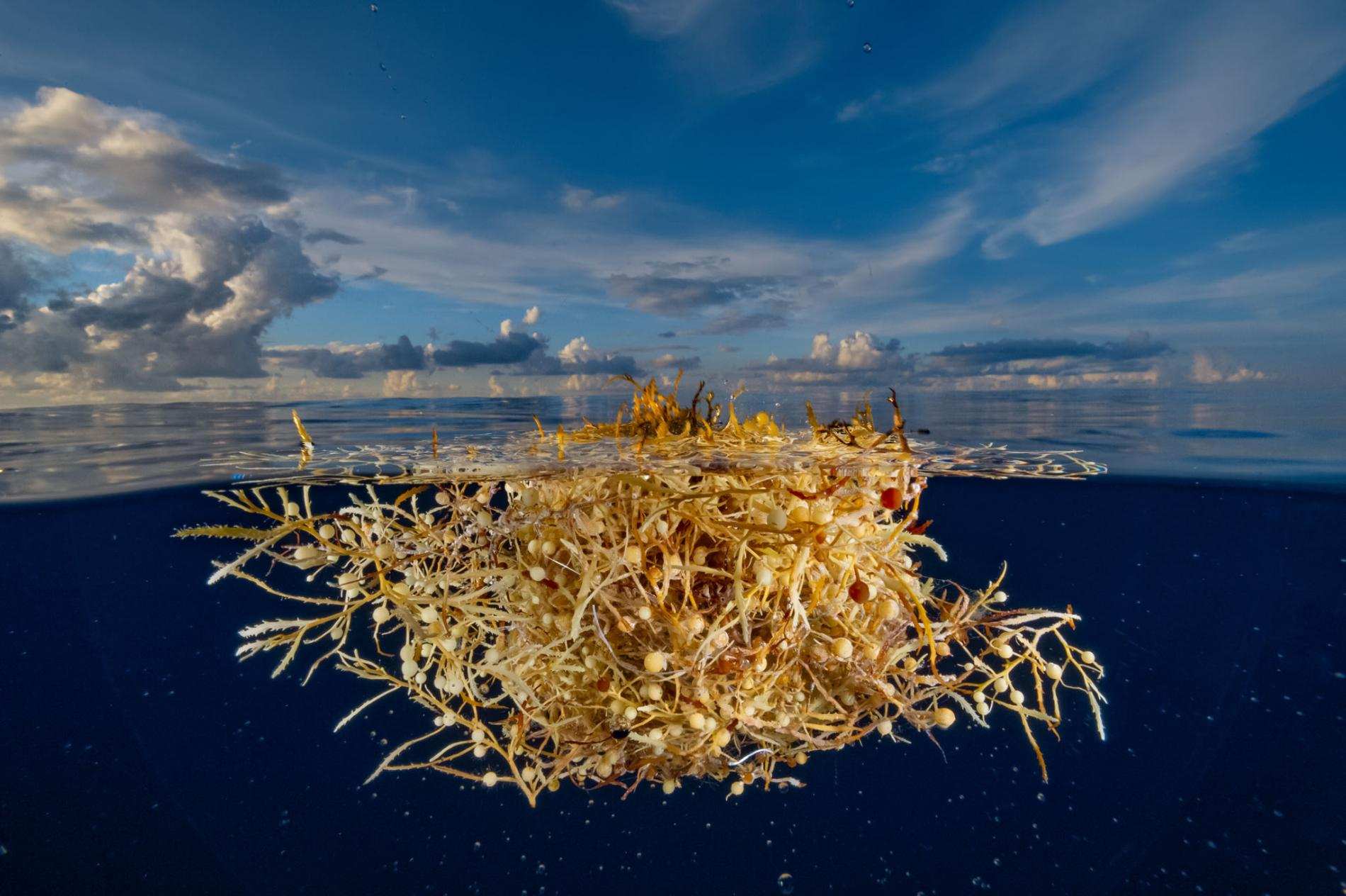 透明度达70米马尾藻海真是地球上最危险的海吗