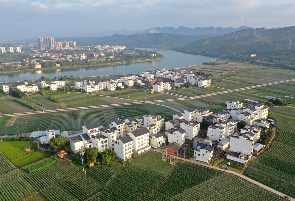 这是广西百色市田东县境内的乡村风貌（2021年11月4日摄，无人机照片）。新华社记者陆波岸摄