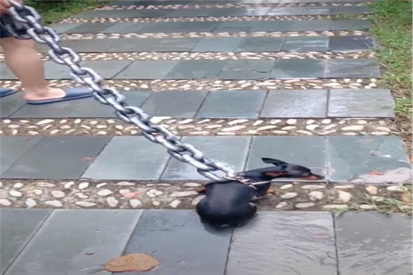 网友用大铁链拴着小鹿犬散步，本以为是虐狗，询问后反而同情主人
