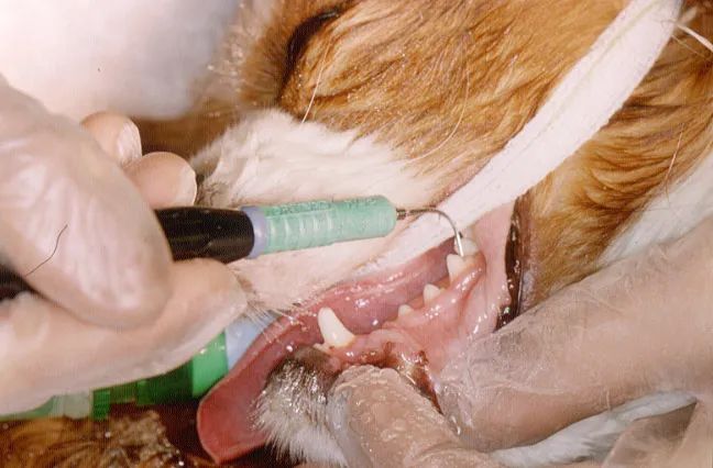 再也忍不了猫狗的口气了!但全麻洗牙靠谱吗?休闲区蓝鸢梦想 - Www.slyday.coM 再也忍不了猫狗的口气了!但全麻洗牙靠谱吗?休闲区蓝鸢梦想 - Www.slyday.coM