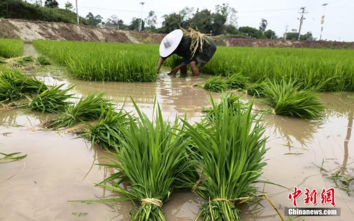 资料图:拔秧。肖潇 摄