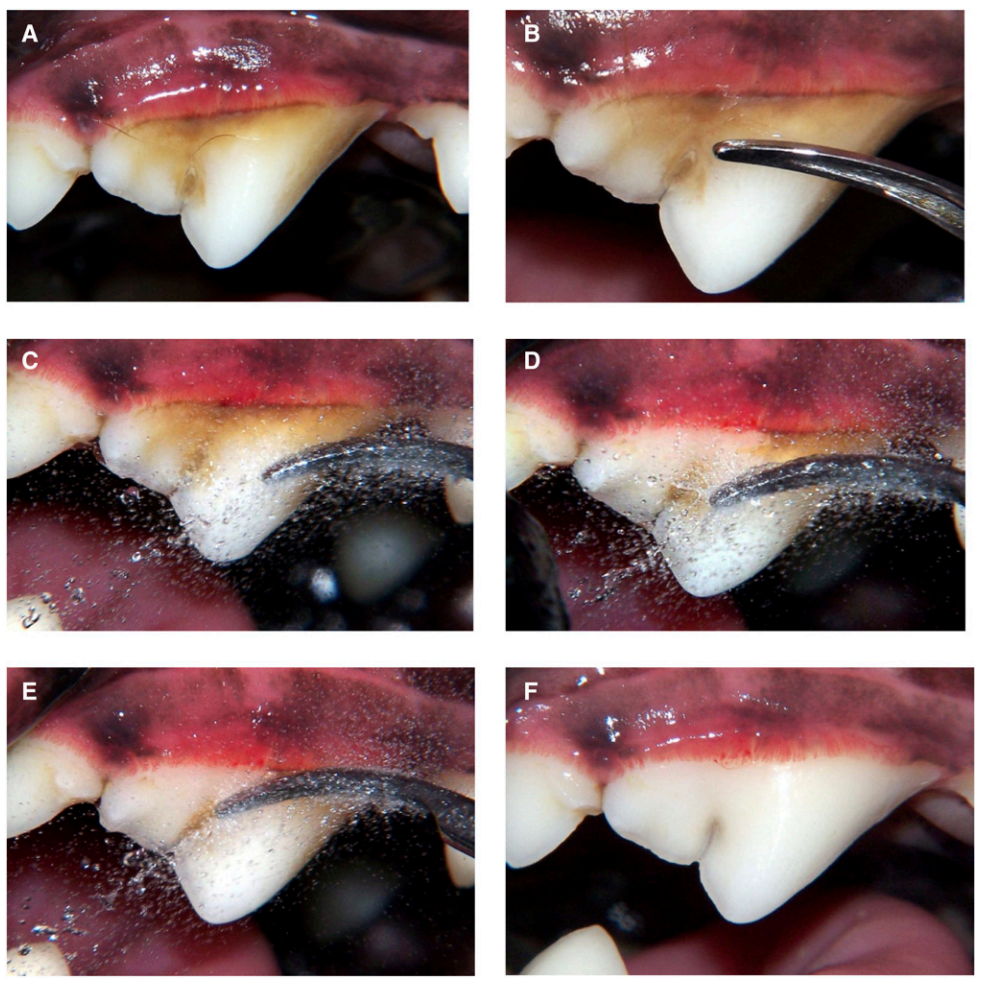 再也忍不了猫狗的口气了!但全麻洗牙靠谱吗?休闲区蓝鸢梦想 - Www.slyday.coM 再也忍不了猫狗的口气了!但全麻洗牙靠谱吗?休闲区蓝鸢梦想 - Www.slyday.coM